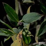 Bush Poppy-5-Helianthemum scoparium-Apr 21 2012 Mt Tam