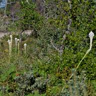 Bear Grass-6 South Mt. Tam Profile Thumb May 07, 2012