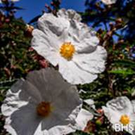 Rock Rose-Cistus sp.-Apr 21 2012 Mt Tam