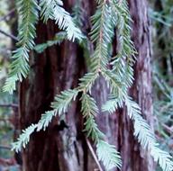 Redwood needles thumbnail