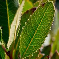 Madrone Leaf Thumbnail