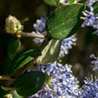 Blue Blossom Ceanothus-16-Ceanothus thyrsiflorus-Apr 21 2012 Mt Tam-2