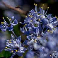 Blue Blossom Ceanothus-7-Ceanothus thyrsiflorus-Apr 21 2012 Mt Tam