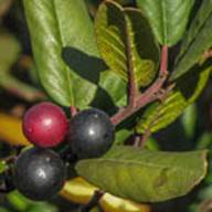 Coffeeberry Berries--Oct 17 2012 Headlands
