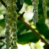 Silk Tassel Tree-Garrya elliptica-TempDontKnow-2-2