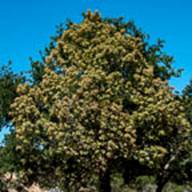 Tanbark Oak-2-Notholithocarpus densiflorus -June 27 Mt Tam-2