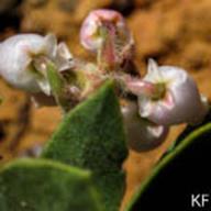 Eastwood Manzanita_Arctostaphylos glandulosa ssp. glandulosa_Matt Davis Trail on Mt. Tam_2009-04-18__KF-__KF