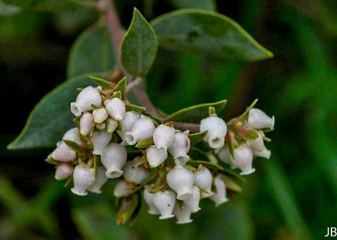 Arctostaphylos glandulosa ssp. cushingiana_Eastwood Manzanita 4__JB--__JB