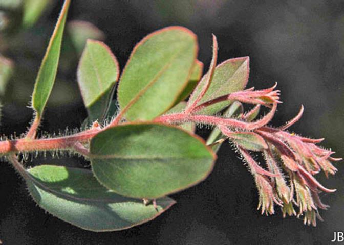 Arctostaphylos glandulosa ssp. glandulosa_Eastwood Manzanita 5__JB--__JB