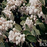 Arctostaphylos manzanita ssp manzanita_Common Manzanita__DLS--__DLS