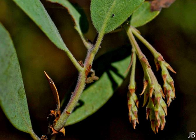 Arctostaphylos manzanita ssp. manzanita_Parry Manzanita 6__JB-__JB