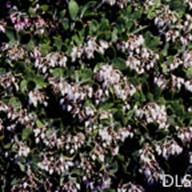 Arctostaphylos hookeri ssp montana_Tamalpais Manzanita 3__DLS--__DLS