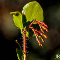 Arctostaphylos sensitive_Shatterberry Manzanita 1__JB--__JB