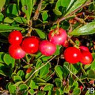 Arctostaphylos uva-ursi_Bearberry 5__JB
