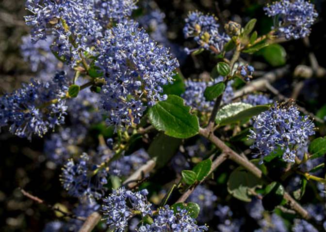 Blue Blossom Ceanothus-11-Ceanothus thyrsiflorus-Apr 21 2012 Mt Tam
