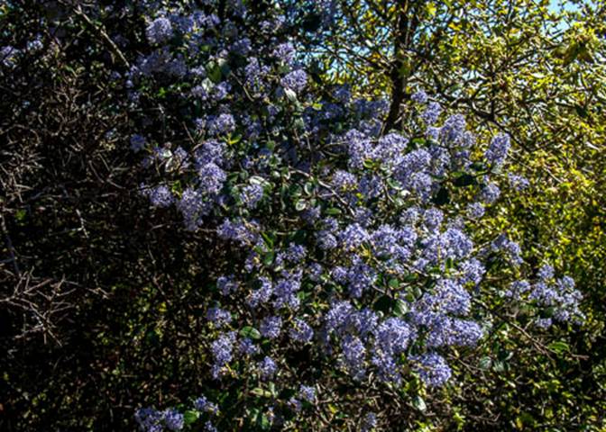 Blue Blossom Ceanothus-14-Ceanothus thyrsiflorus-Apr 21 2012 Mt Tam