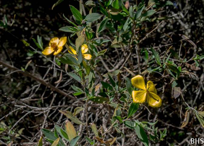 Bush Poppy-5-Helianthemum scoparium-Apr 21 2012 Mt Tam-2