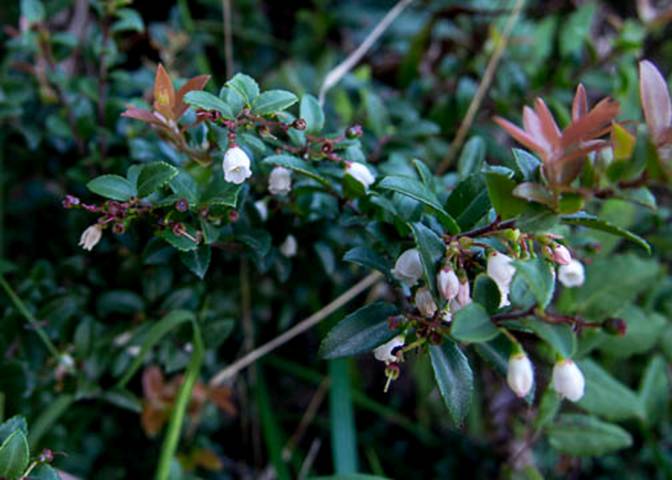 Huckleberry-Vaccinium ovatum -May 8 2012 Mt Tam-3