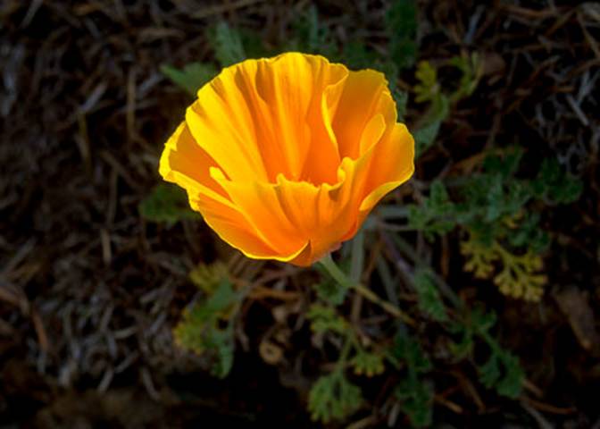 California Poppy--May 5 2012 FairfaxBolinas