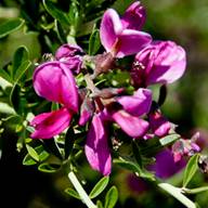 Chaparral Pea-2 South Mt. Tam Flower Thumb May 07, 2012