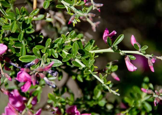Chaparral Pea-3-Pickeringia montana-May 7 2012-2