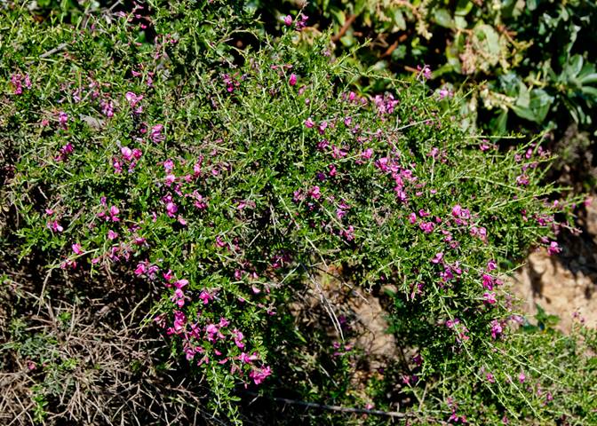 Chaparral Pea South Mt. Tam scene May 07, 2012