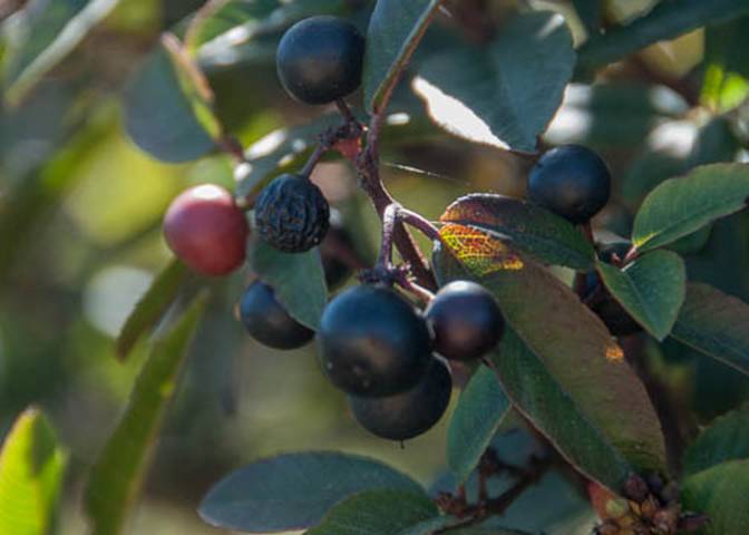Coffeeberry-12--Oct 7 Pt Reyes