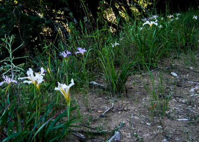 Douglas Irises-Iris douglasiana-May 8 2012 Mt Tam