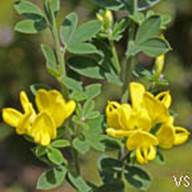 french broom plant