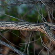 Is this connected to Golden Fleece-Ericameria arborescens-July 5 2012 Mt. Tam