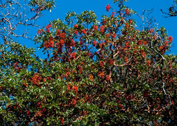 Madrone Berries Full Web - South Mt Tam - Feb 23 2012