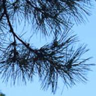 Bishop Pine Needles Leaf Thumb