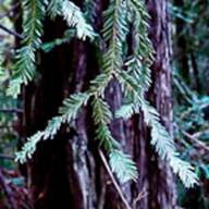 Redwood Needles Leaf Thumb