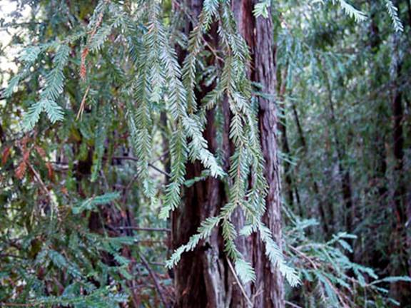 Redwood Needles Full Web
