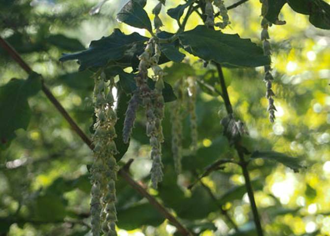 Silk Tassel Tree-Garrya elliptica-TempDontKnow