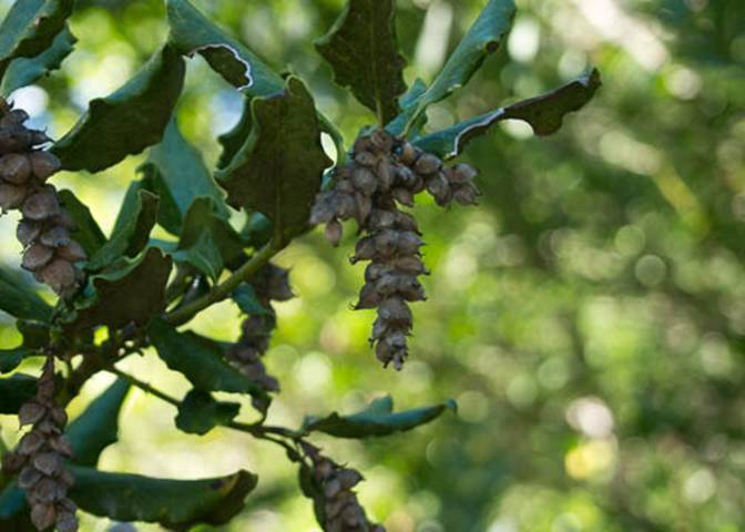 Silk Tassel Tree-Garrya congdonii-Feb 23 2012