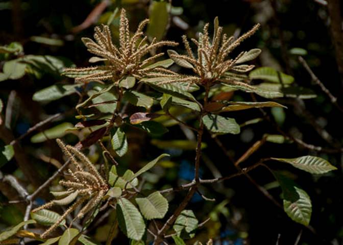 Tanbark Oak-Notholithocarpus densiflorus -June 27 Mt Tam-2