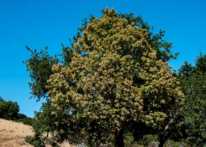 Tanbark Oak-2-Notholithocarpus densiflorus -June 27 Mt Tam-3