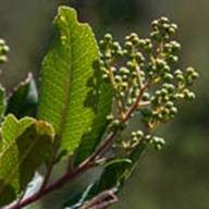 Toyon-4-Heteromeles arbutifolia-June 27 Mt Tam