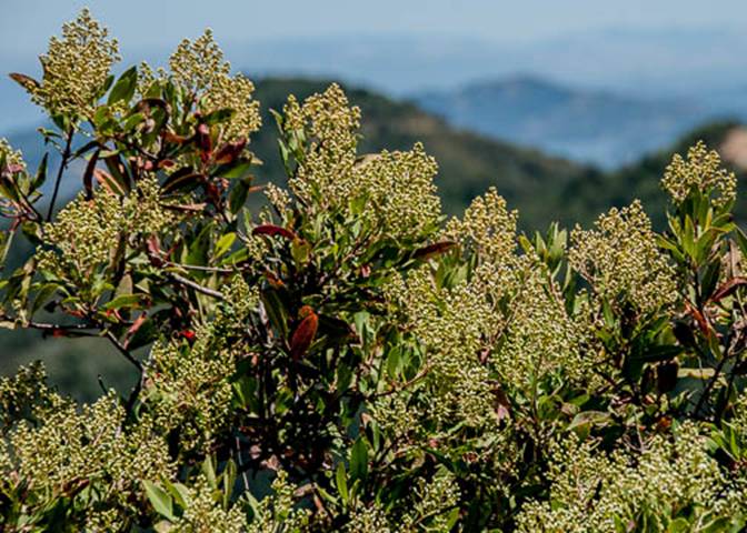 Toyon-Heteromeles arbutifolia-June 27 Mt Tam