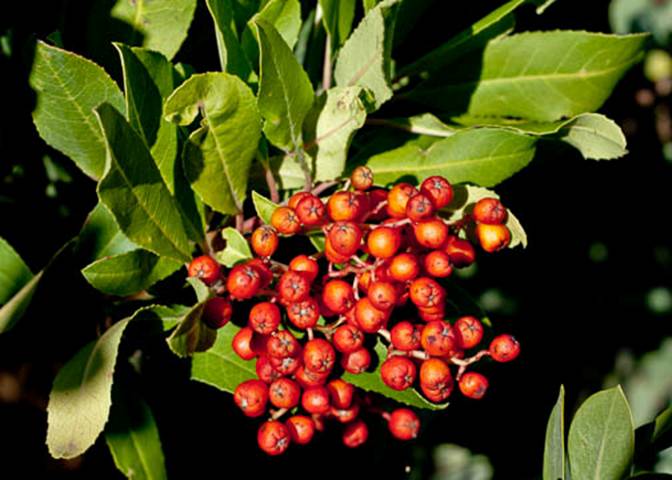 Toyon-Heteromeles arbutifolia-Nov 29 2011