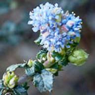 Ceanothus Blue Blossom Flower Thumb