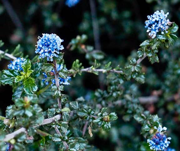Ceanothus Blue Blossom-2 Full Web