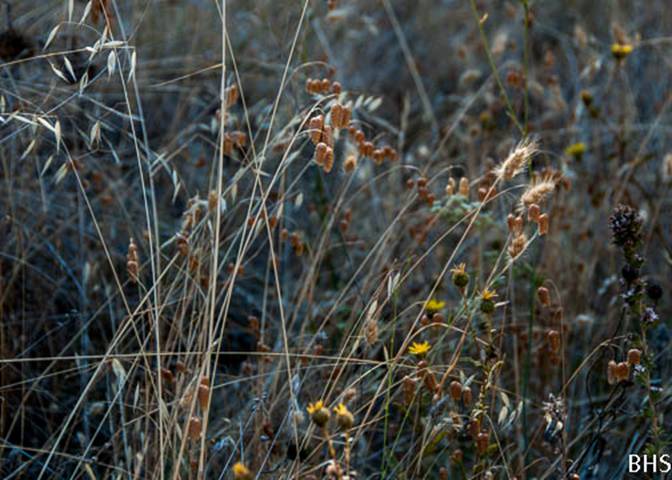 Wild Oats, Rattlesnake Grass and Dog Tail Grass--2012-08-15 Eldridge Loop