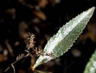 Yerba Santa leaf and seed Leaf Thumb