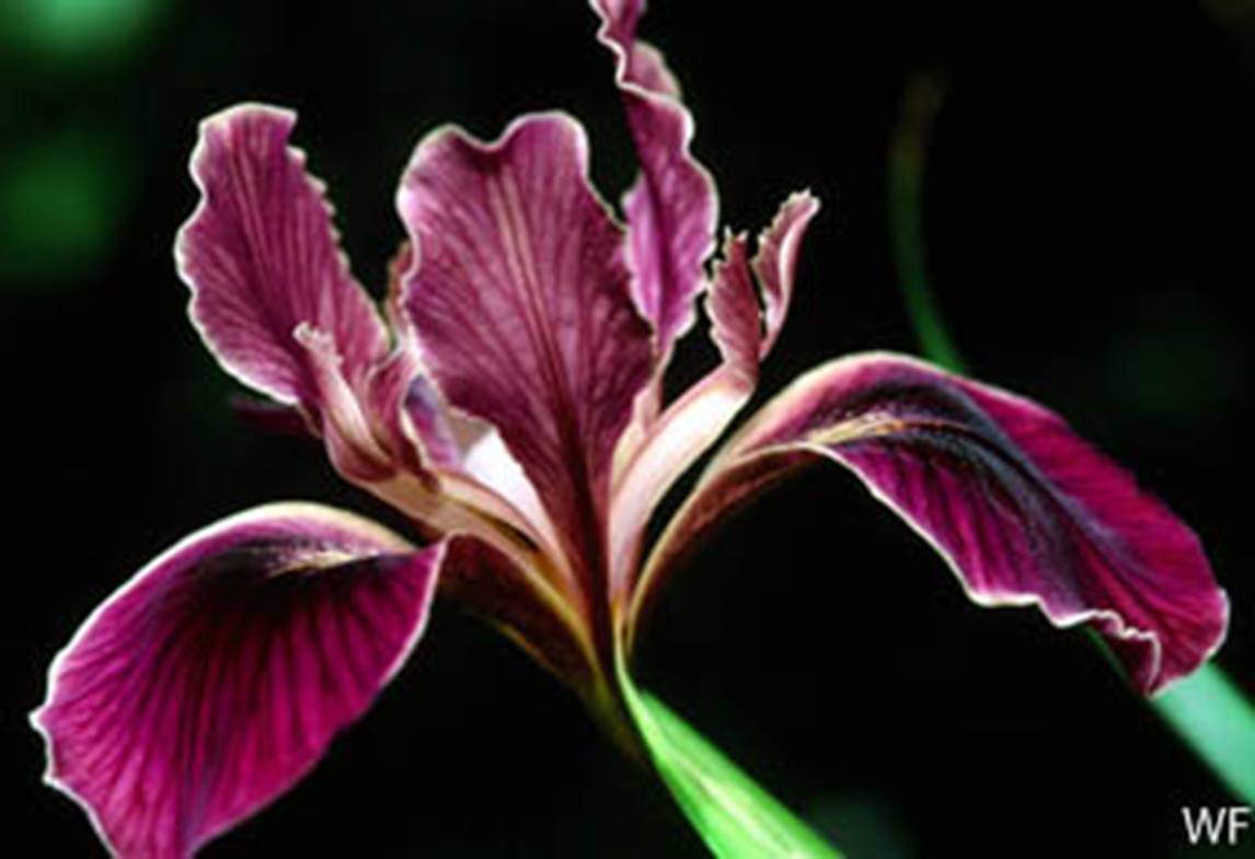 Iris douglasiana_Douglas Iris_Mt. Burdell_1991-04-19__WF-__WF