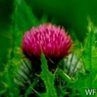 Cirsium brevistylum 4_Clustered Thistle_Tomales Bay State Park_1990-05-26__WF