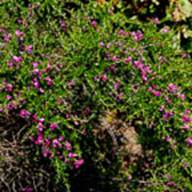 Chaparral Pea-Pickeringia montana-May 7 2012-3
